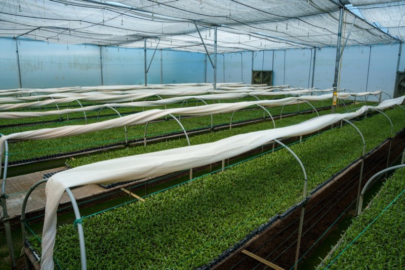 Gypsophila young plants in greenhouse